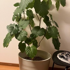 ウンベラータ　観葉植物の画像