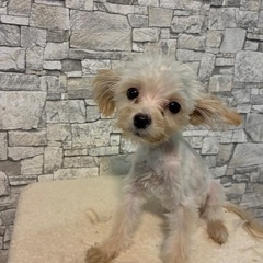 ヨーキー✖️ポメラニアン♀4ヶ月