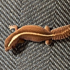 ニシアフ　ノーマル　