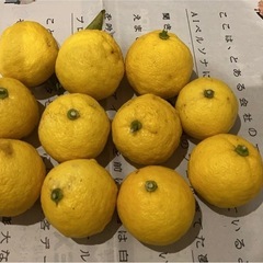 ゆず1.5kgの画像