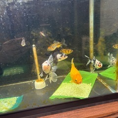 金魚、熱帯魚、水槽まとめて。の画像