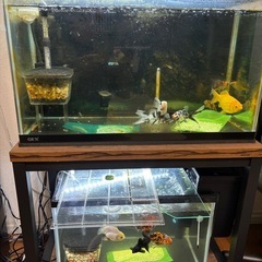 金魚、熱帯魚、水槽まとめて。の画像