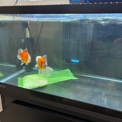 金魚、熱帯魚、水槽まとめて。の画像