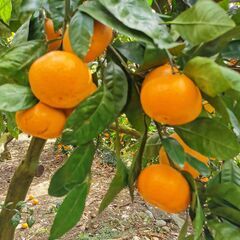 温州みかん　青島　5kg　袋入りの画像