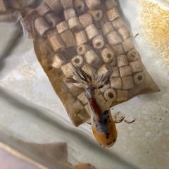 ショートテールオランダの画像