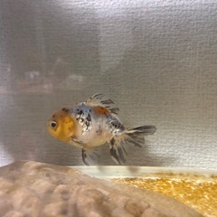 ショートテールオランダの画像