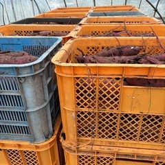 訳あり品べにはるか10キロの画像