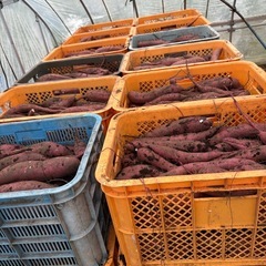 訳あり品べにはるか10キロの画像