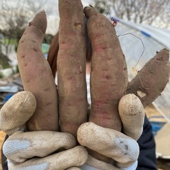 訳あり品べにはるか10キロの画像