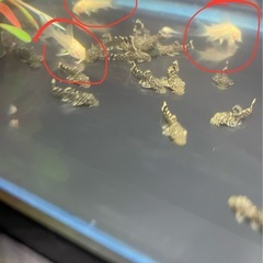 ゴリドラスの画像