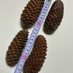 🌲🐒  松ぼっくりいろいろの画像