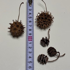 🌲🐒  松ぼっくりいろいろの画像