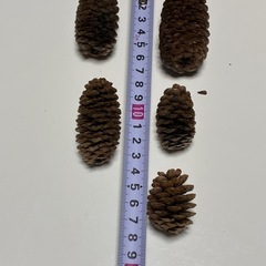 🌲🐒  松ぼっくりいろいろの画像