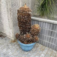 大型 美形 ソテツ　蘇鉄 盆栽 多頭の画像