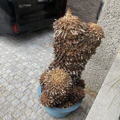 大型 美形 ソテツ　蘇鉄 盆栽 多頭の画像