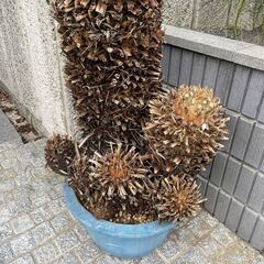 大型 美形 ソテツ　蘇鉄 盆栽 多頭の画像