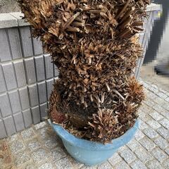 大型 美形 ソテツ　蘇鉄 盆栽 多頭の画像