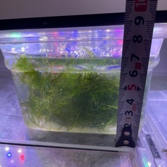 ウィローモス③の画像