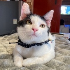 12/14(日)可愛いニャンコが集まります