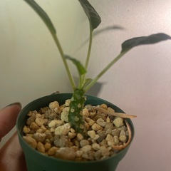 ドルステニア　植物の画像