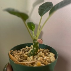 ドルステニア　植物の画像