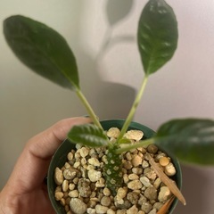 ドルステニア　植物の画像