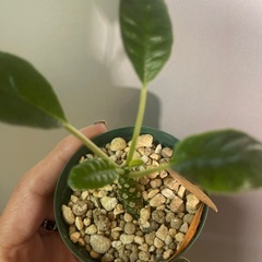 ドルステニア　植物の画像