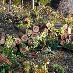 杉　丸太　薪　原木の画像