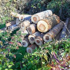 杉　丸太　薪　原木の画像