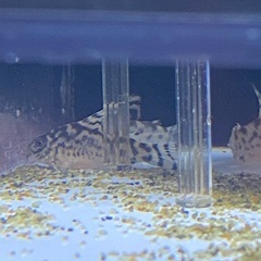 コリドラスゼブリーナ cw111(4匹)の画像