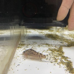 コリドラスゼブリーナ cw111(4匹)の画像