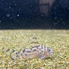 コリドラスゼブリーナ cw111(4匹)の画像