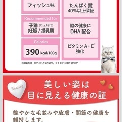 ビューティープロ 子猫用カリカリご飯の画像
