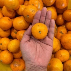 和歌山県産　木成り完熟みかん　箱込み5kgの画像