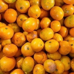 和歌山県産　木成り完熟みかん　箱込み5kgの画像