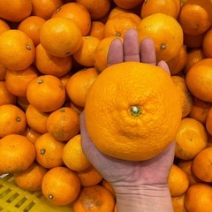 和歌山県産　木成り完熟みかん　箱込み5kgの画像