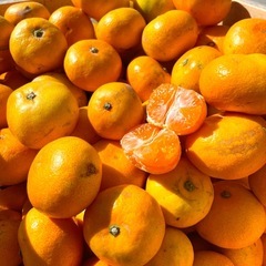 和歌山県産　木成り完熟みかん　箱込み5kgの画像