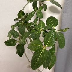 フィカス・ベンガレンシス 観葉植物の画像