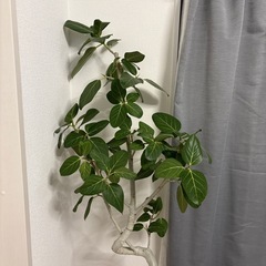 フィカス・ベンガレンシス 観葉植物の画像