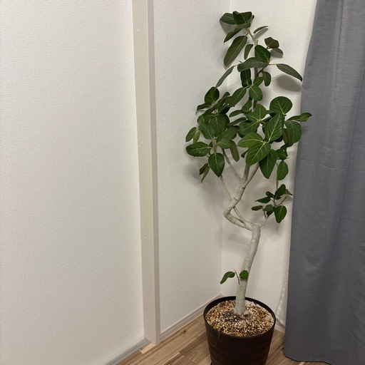 フィカス・ベンガレンシス 観葉植物