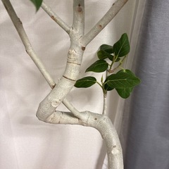 フィカス・ベンガレンシス 観葉植物の画像