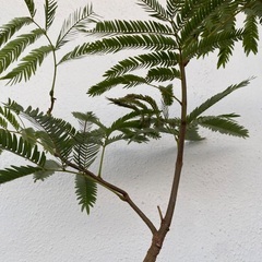 ⭐️バランス最高•エバーフレッシュ(実生)⭐️の画像