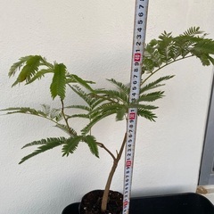 ⭐️バランス最高•エバーフレッシュ(実生)⭐️の画像