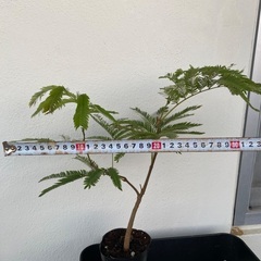 ⭐️バランス最高•エバーフレッシュ(実生)⭐️の画像