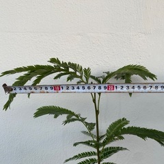 ⭐️ストレート•エバーフレッシュ(実生)⭐️の画像