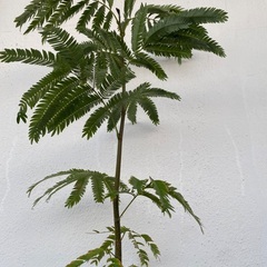 ⭐️ストレート•エバーフレッシュ(実生)⭐️の画像