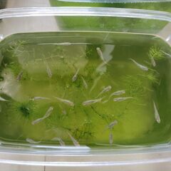 メダカ譲りますの画像