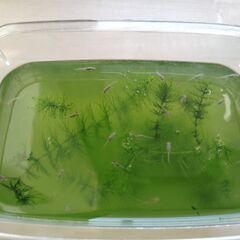 メダカ譲りますの画像