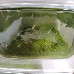 メダカ譲りますの画像