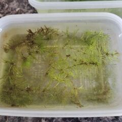 メダカ譲りますの画像